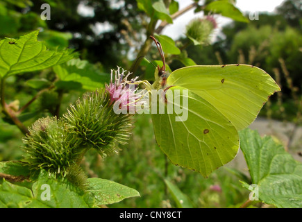 Zitronenfalter (Gonepteryx Rhamni), sitzen auf einer Klette, Deutschland, Schleswig-Holstein Stockfoto