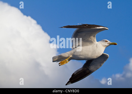 weniger schwarz-unterstützte Möve (Larus Fuscus), fliegen, Schweden Stockfoto