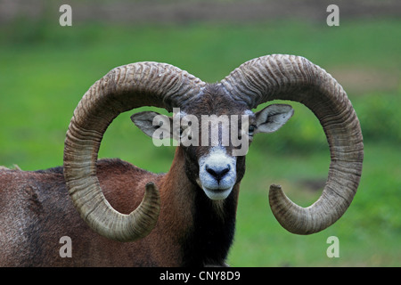 Mufflon (Ovis Musimon, Ovis Gmelini Musimon, Ovis Orientalis Musimon), Ram, Porträt Stockfoto