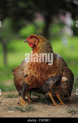 Hausgeflügel (Gallus Gallus F. Domestica) mit Küken, Honduras Stockfoto