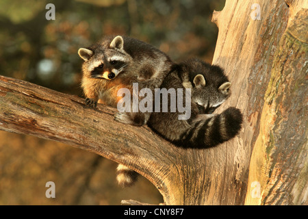 gemeinsamen Waschbär (Procyon Lotor), zwei Waschbären auf einem Baum ausruhen, Deutschland Stockfoto