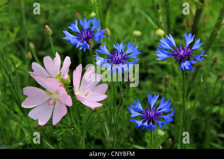 Moschusmalve, Moschus Cheeseweed (Malva Moschata), blühen Moschusmalve mit Kornblumen, Deutschland Stockfoto