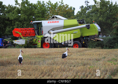 weißer Storch (Ciconia Ciconia), zwei Vögel suchen Nahrung im Stoppelfeld, Mähdrescher im Hintergrund, Deutschland Stockfoto