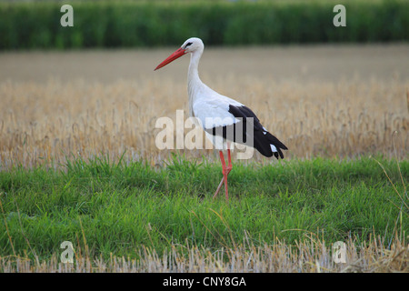 Weißstorch (Ciconia Ciconia), im Stoppelfeld, Deutschland Stockfoto