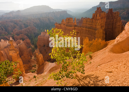 Amerikanische Espe, Weihrauchzedern Aspen, Zittern Espe (Populus Tremuloides), wächst am Rande Amphitheater des Bryce Canyon, USA, Utah, Bryce-Canyon-Nationalpark, Colorado-Plateau Stockfoto