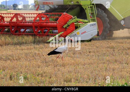 Weißstorch (Ciconia Ciconia), im Stoppelfeld, Mähdrescher im Hintergrund, Deutschland Stockfoto