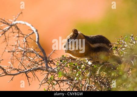 Rock Eichhörnchen (Spermophilus Variegatus), sitzend auf einem Zweig, USA, Utah, Bryce-Canyon-Nationalpark, Colorado-Plateau Stockfoto