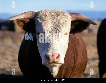 Porträt eines einzigen Hereford Rinder Bullen mit einer Ohrmarke auf einer Gallatin Valley Ranch, Sommer, Montana, USA Stockfoto