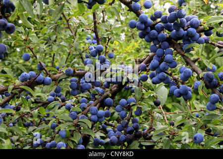 Schlehe, Schlehe (Prunus Spinosa), Obst auf einem Ast, Deutschland Stockfoto