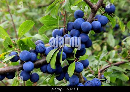 Schlehe, Schlehe (Prunus Spinosa), Obst auf einem Ast, Deutschland Stockfoto