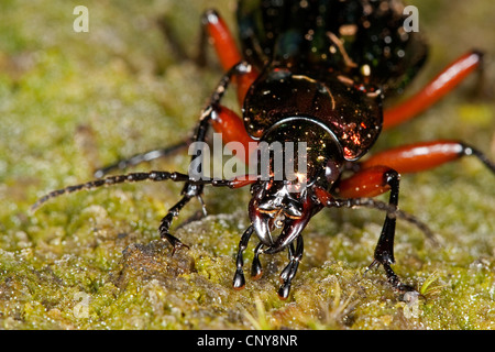 Carabus Auronitens (Carabus Auronitens), Portrait mit kauen Mundwerkzeuge Stockfoto