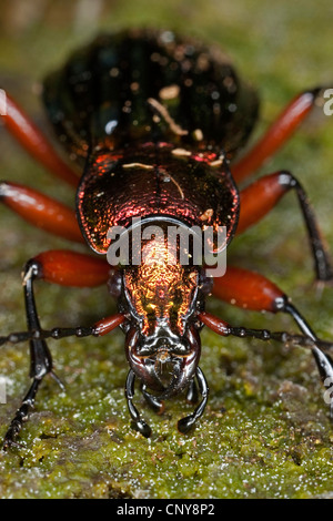 Carabus Auronitens (Carabus Auronitens), Portrait mit kauen Mundwerkzeuge Stockfoto