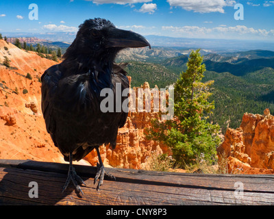 Kolkrabe (Corvus Corax), sitzen auf einer Leitplanke Ponderosa Zeitpunkt am Bryce Canyon, USA, Utah, Bryce-Canyon-Nationalpark, Colorado-Plateau Stockfoto