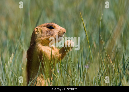 Utah-Präriehund (Cynomys Parvidens), sitzen im Rasen, die Fütterung, USA, Utah, Bryce-Canyon-Nationalpark, Colorado-Plateau Stockfoto