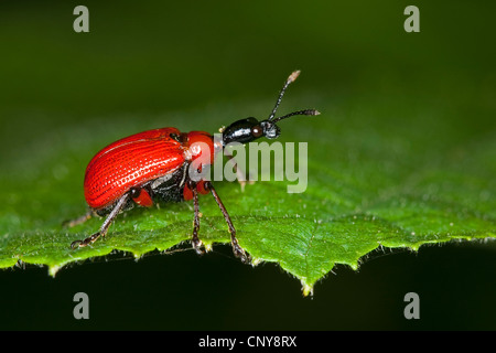 Hazel Rüsselkäfer (Apoderus Coryli), sitzt auf einem Blatt Stockfoto