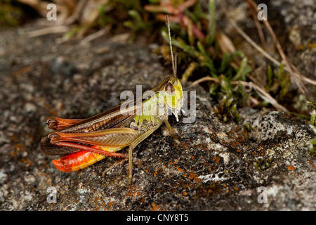 Streifen-geflügelte Heuschrecke gefüttert Grashüpfer (Stenobothrus Lineatus), männliche auf einem Stein sitzend Stockfoto