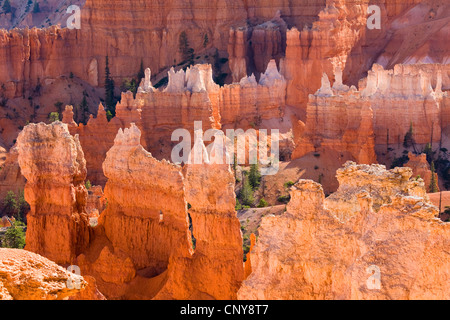 Blick von Queens Garden Trail zum bunten Felsformationen, USA, Utah, Bryce-Canyon-Nationalpark Stockfoto