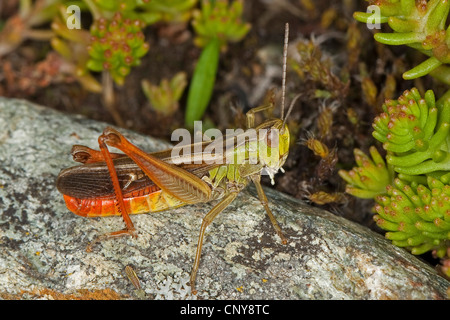 Streifen-geflügelte Heuschrecke gefüttert Grashüpfer (Stenobothrus Lineatus), männliche auf einem Stein sitzend Stockfoto