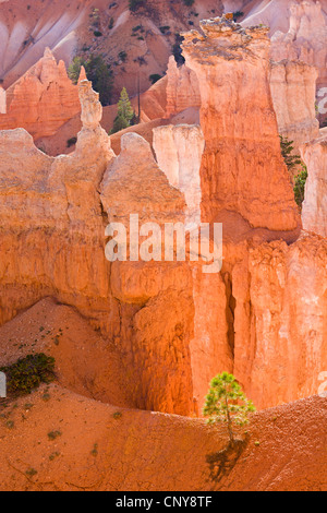 Ponderosa Pine, westliche gelbe Kiefer, Black Jack Kiefer, Kiefer (Pinus Ponderosa), wächst zwischen bunten Hoodoos, USA, Utah, Bryce-Canyon-Nationalpark, Colorado-Plateau Stier Stockfoto