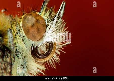 Kleine weiße, Kohl Schmetterling, importierte Cabbageworm (Pieris Rapae, Artogeia Rapae), Porträt mit Saugnapf aufgerollt, Deutschland Stockfoto