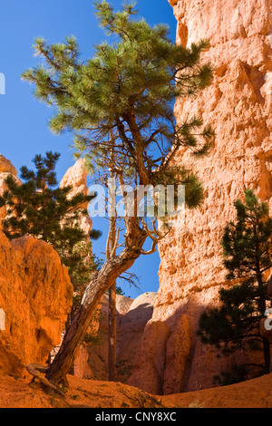 Ponderosa Pine, westliche gelbe Kiefer, Black Jack Kiefer, Kiefer (Pinus Ponderosa), wachsen neben erodierten Felsformation im Bryce Canyon, USA, Utah, Bryce-Canyon-Nationalpark, Colorado-Plateau Stier Stockfoto