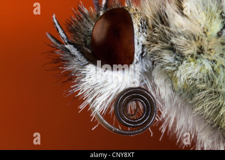 Kleine weiße, Kohl Schmetterling, importierte Cabbageworm (Pieris Rapae, Artogeia Rapae), Porträt mit Saugnapf aufgerollt, Deutschland Stockfoto