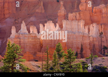 Blick vom Queens Garden Trail auf bunten Felsformationen und Pinien, USA, Utah, Bryce-Canyon-Nationalpark, Colorado-Plateau Stockfoto