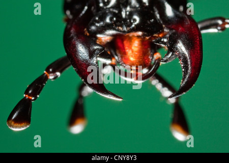 Lederschildkröten Boden Käfer (Carabus Coriaceus), Portrait mit Mundwerkzeuge beißen und kauen mit mächtigen Mandibeln Stockfoto