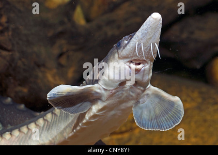 Atlantischen Stör (Acipenser Oxyrhynchus), Porträt-Fisch von unten Stockfoto