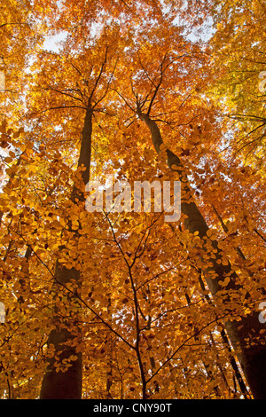 Rotbuche (Fagus Sylvatica), Buchenwald in Herbstfärbung, Deutschland, Bayern Stockfoto