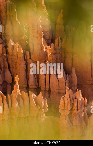 Blick durchs grüne Blätter, seltsam geformte Felsformationen des Bryce Canyon im Morgenlicht, USA, Utah, Bryce-Canyon-Nationalpark, Colorado-Plateau Stockfoto