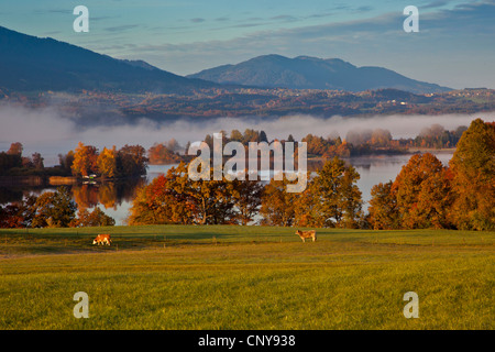 Hausrind (Bos Primigenius F. Taurus), See Staffel, Staffelsee, im Morgennebel im Herbst, Deutschland, Bayern Stockfoto