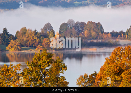 Hausrind (Bos Primigenius F. Taurus), See Staffel, Staffelsee, im Morgennebel im Herbst, Deutschland, Bayern Stockfoto