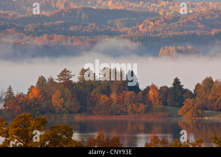 Hausrind (Bos Primigenius F. Taurus), See Staffel, Staffelsee, im Morgennebel im Herbst, Deutschland, Bayern Stockfoto