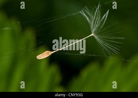 gemeinsamen Löwenzahn (Taraxacum Officinale), Obst in einem Spinnennetz, Deutschland Stockfoto