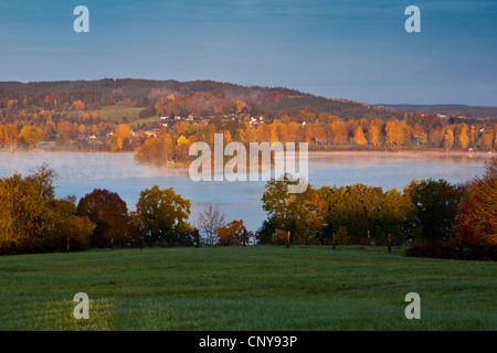 Hausrind (Bos Primigenius F. Taurus), See Staffel, Staffelsee, im Morgennebel im Herbst, Deutschland, Bayern Stockfoto