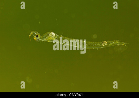 Phantom Mücke (Chaoborus spec.), Larve im Wasser schweben Stockfoto