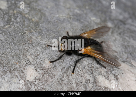 Mittag-Fly, Noonfly (Mesembrina Meridana, Musca Meridiana), sitzend auf Stein Stockfoto