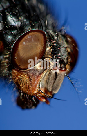 blaue Schmeißfliege (Hexamerinaufnahme Erythrocephala, Hexamerinaufnahme eingespieltes), seitliche Porträt mit Facettenaugen und angesaugten sucker Stockfoto