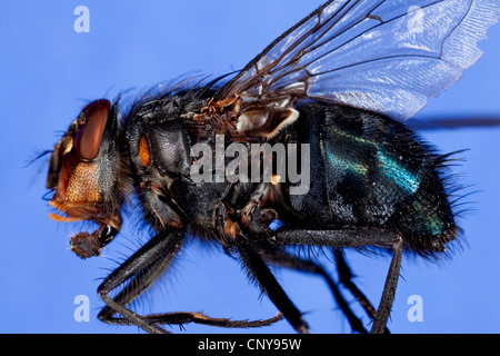 blaue Schmeißfliege (Hexamerinaufnahme Erythrocephala, Hexamerinaufnahme eingespieltes), mit gesenkten Saugnapf Stockfoto