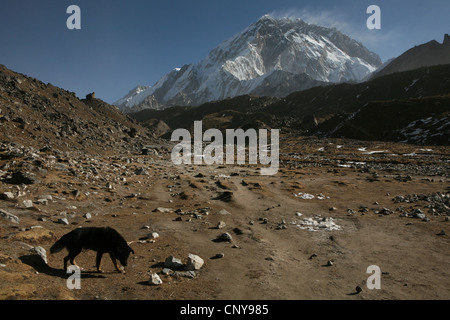 Mount Nuptse (7.861 m) in der Khumbu-Region im Himalaya, Nepal. Blick vom in der Nähe von Lobuche Dorf. Stockfoto