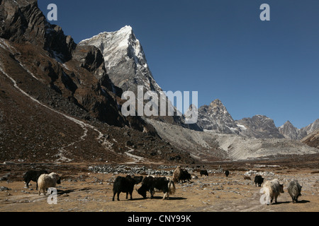 Mount Taboche (6.542 m) in der Khumbu-Region im Himalaya, Nepal. Beweideten Herde domestizierte Yaks sieht man im Vordergrund. Stockfoto