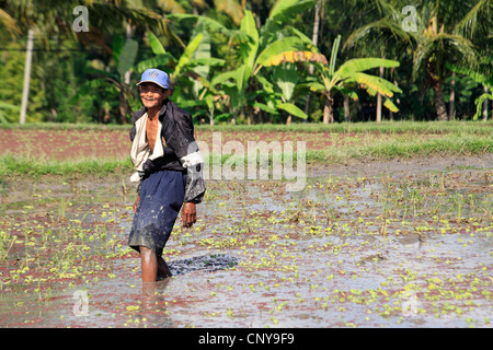 Ältere balinesischen Mann, in seiner überschwemmten Reisfelder. In der Nähe von Ubud, Bali, Indonesien Stockfoto