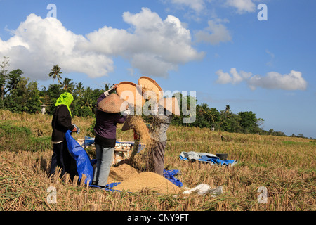 Frauen in den Bereichen worfeln Reis während der reisernte zu arbeiten, in der Nähe von Ubud, Bali, Indonesien. Stockfoto