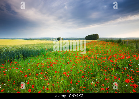 Wilder Mohn wächst in einem Feld in Wiltshire, England. Sommer (Juli) 2009 Stockfoto