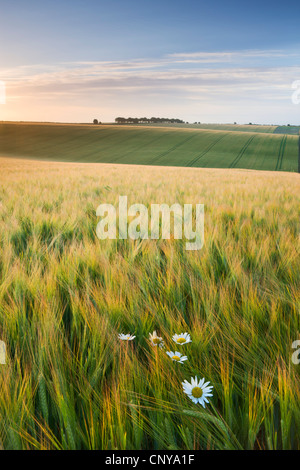 Gänseblümchen und Gerstenfeld im Sommer Cheesefoot Head, South Downs National Park, Hampshire, England. Sommer (Juli) 2010. Stockfoto