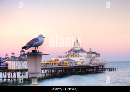 Eine Möwe thront auf einem Laternenpfahl auf Vorderseite des Eastbourne Pier, East Sussex, England, Europa. Möwe im Mittelpunkt. Stockfoto