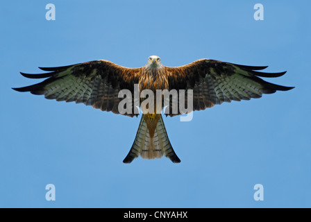 Rotmilan (Milvus Milvus) oberhalb der Brecon Beacons starrte Stockfoto