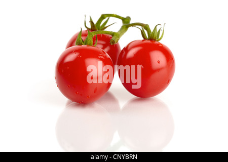 Drei frische Cocktailtomaten gespiegelt und mit Wassertröpfchen bedeckt Stockfoto