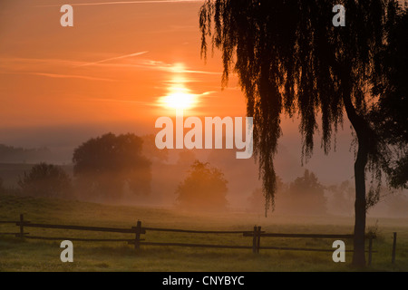 Morgennebel über Kulturlandschaft und Bäume, Vogtlaendische Schweiz, Vogtland, Sachsen, Deutschland Stockfoto